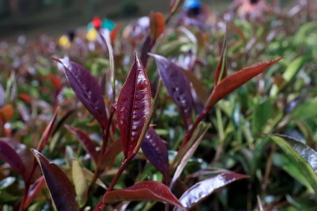 Kenyan purple tea export
